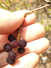 Comarostaphylis polifolia