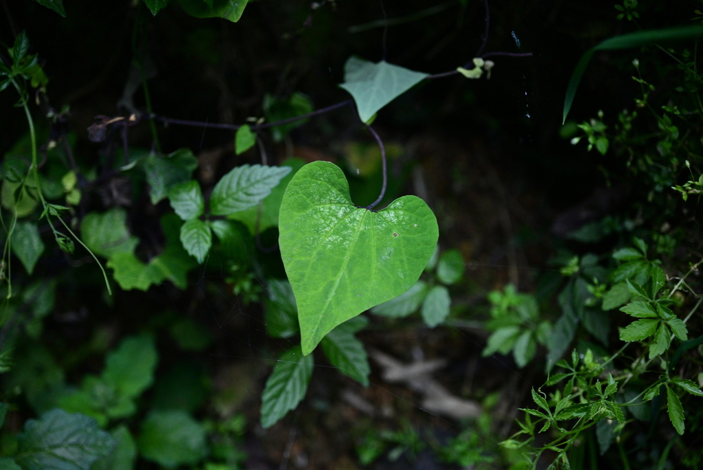 Aristolochia tuberosa (Aristolochia tuberosa)
