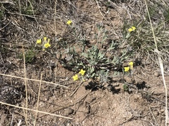 Mertensia lanceolata