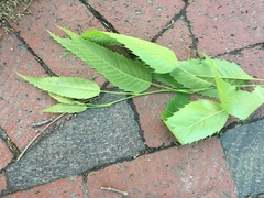 Ulmus americana