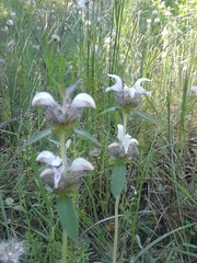 Monarda clinopodioides