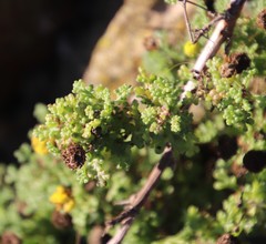 Oncosiphon sabulosus