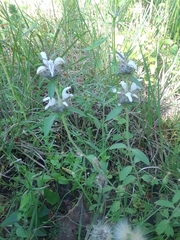 Monarda clinopodioides