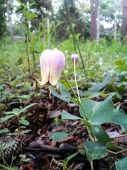 Clematis carrizoensis