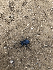 Microschatia inaequalis