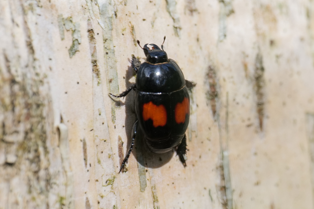 Margarinotus bipustulatus