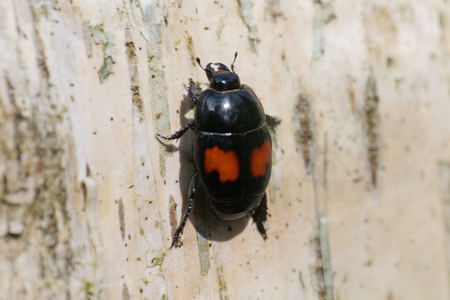Margarinotus bipustulatus