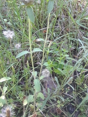 Monarda clinopodioides