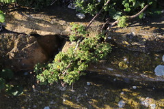 Oncosiphon sabulosus