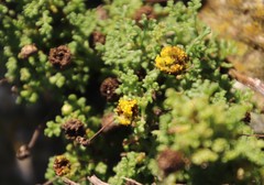 Oncosiphon sabulosus