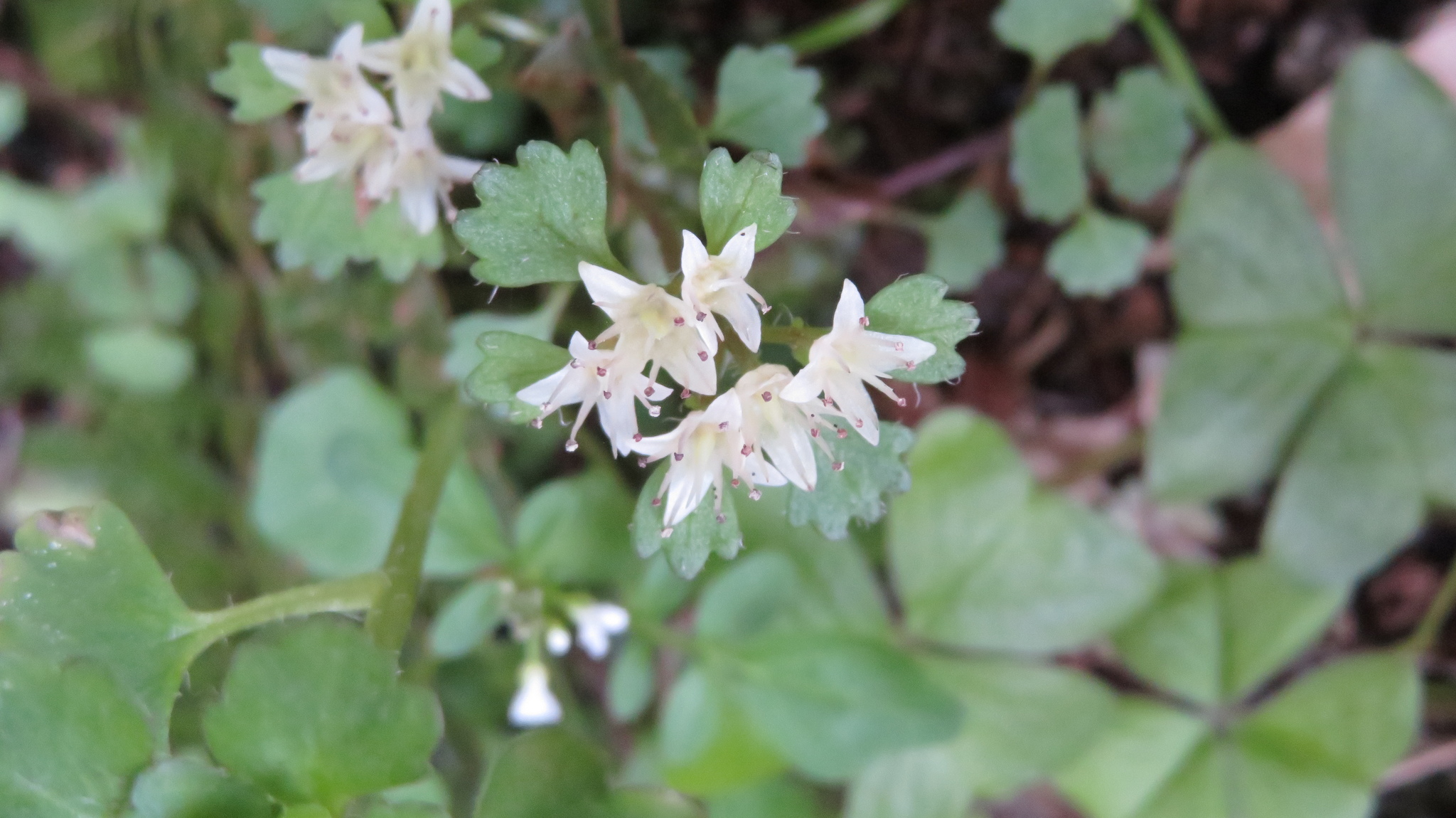 Chrysosplenium album