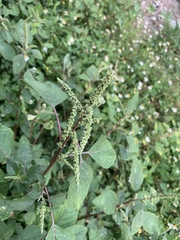 Amaranthus