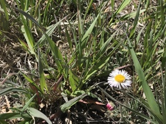 Mertensia lanceolata