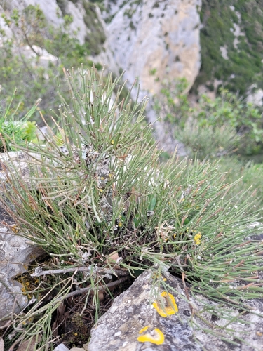 Image of Ephedra nebrodensis by (c) Roland Godon, some rights reserved (CC BY)