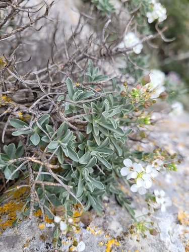 Hormathophylla saxigena