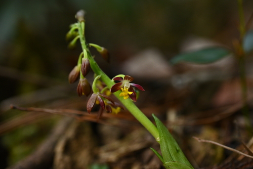Calanthe mannii iNat (2)