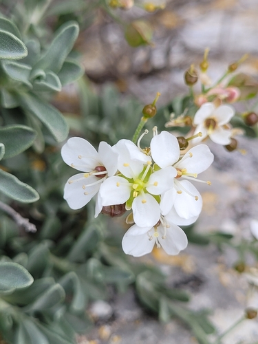 Hormathophylla saxigena, photograph 1