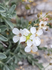 Hormathophylla saxigena, photograph Roland Godon, CC BY, iNaturalist via GBIF