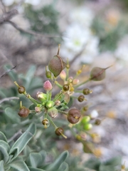 Hormathophylla saxigena, photograph Roland Godon, CC BY, iNaturalist via GBIF