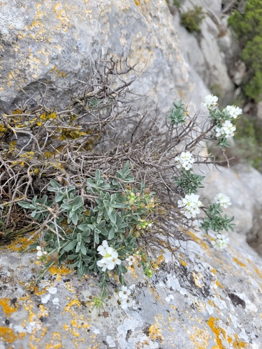 Hormathophylla saxigena, photograph 3