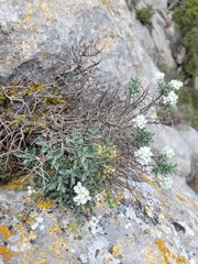 Hormathophylla saxigena, photograph Roland Godon, CC BY, iNaturalist via GBIF