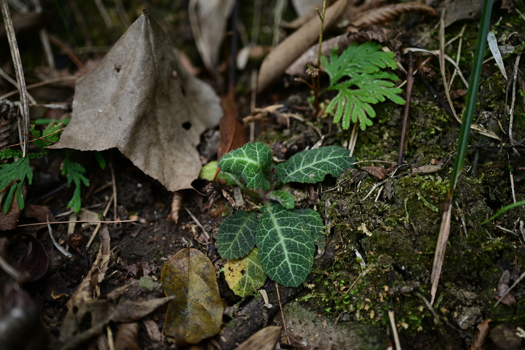 Androsace runcinata