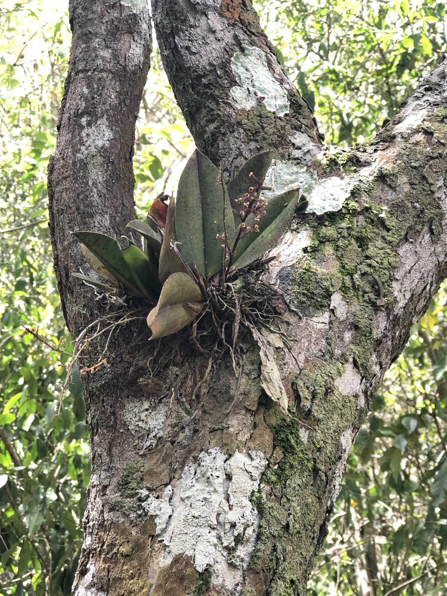 Trichocentrum pumilum
