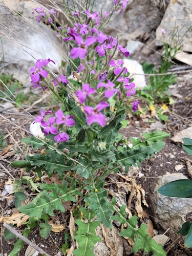 Image of Hesperis laciniata by (c) Roland Godon, some rights reserved (CC BY)