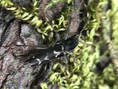 Neoclytus conjunctus