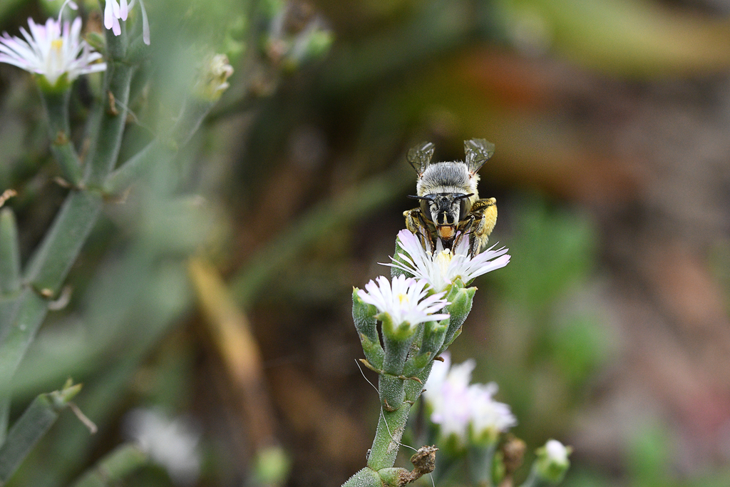 Dart Banded Digger Bee