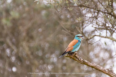 Coracias garrulus garrulus