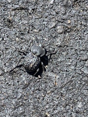 Microschatia inaequalis