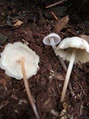 Filoboletus gracilis