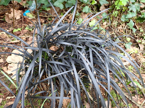 Ophiopogon planiscapus