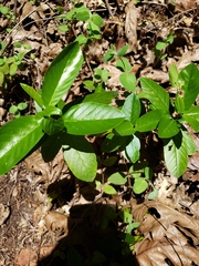 Frangula rubra rubra