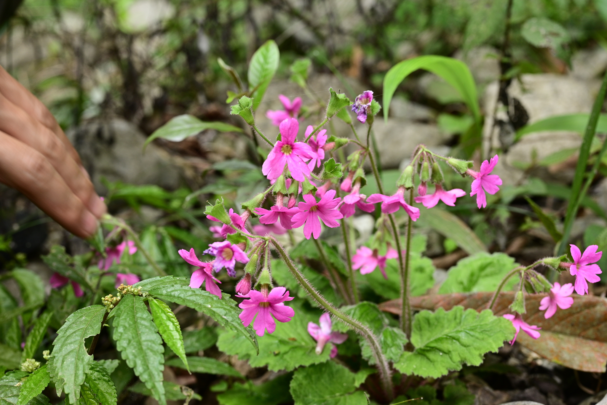 Imagem de Primavera