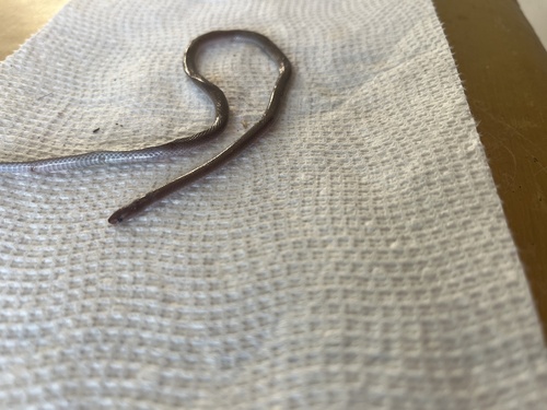 Pacific Longtail Snake (Enulius flavitorques)