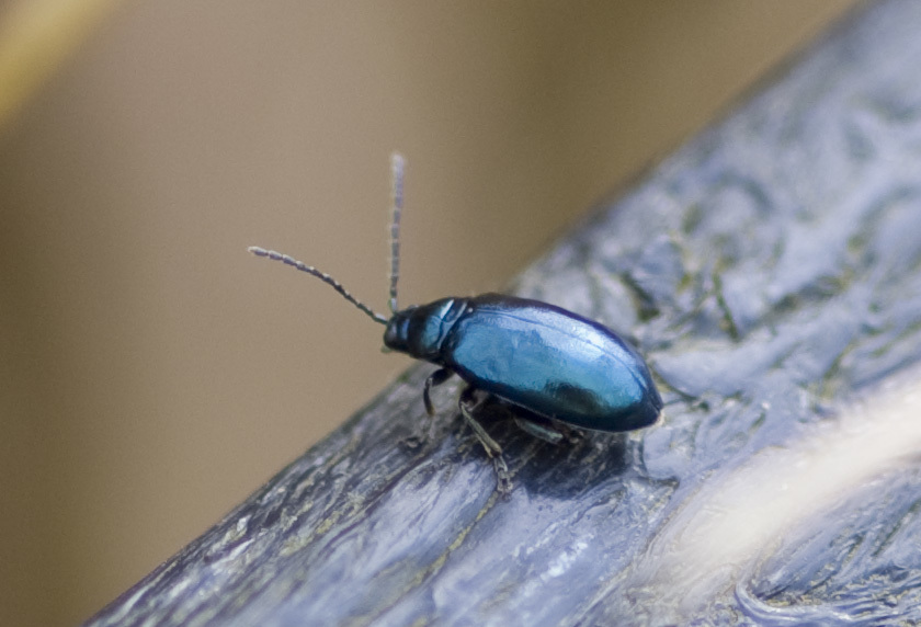 Altica oleracea
