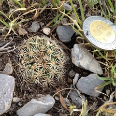 Coryphantha delicata