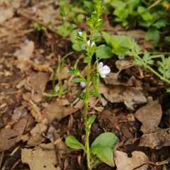 Veronica serpyllifolia serpyllifolia