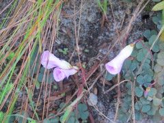 Oxalis commutata