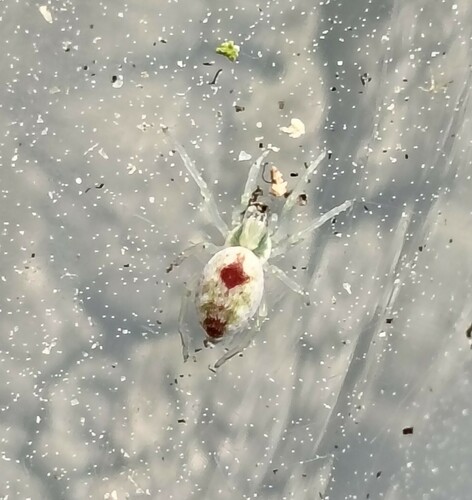 Bleeding Heart Spider, Autonomous Province of Bolzano – South Tyrol, Italy, photo 5 of 10