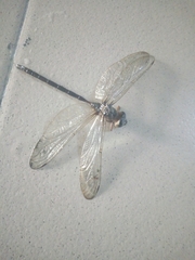 Anisoptera