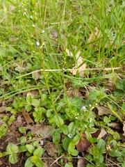 Veronica serpyllifolia serpyllifolia