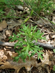 Eriophyllum lanatum croceum