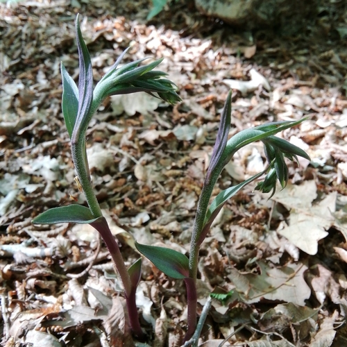 kruštík (Epipactis)