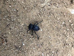 Microschatia inaequalis