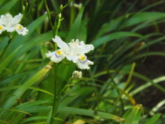 Iris japonica