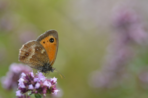 Gatekeeper
