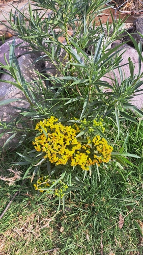 Image of Barkleyanthus salicifolius by (c) Gustavo ZaRo, some rights reserved (CC BY)